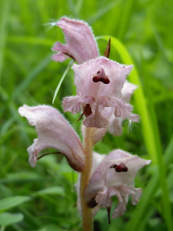 Orobanche caryophyllacea